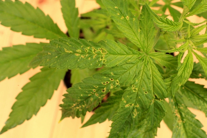 Marijuana plant leaves with yellow spots