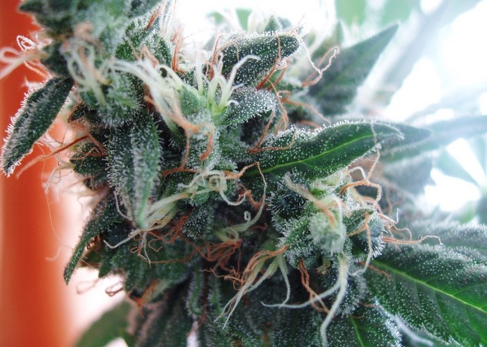 Close-up of a marijuana plant bud