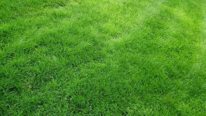 Green grass texture for backgrounds