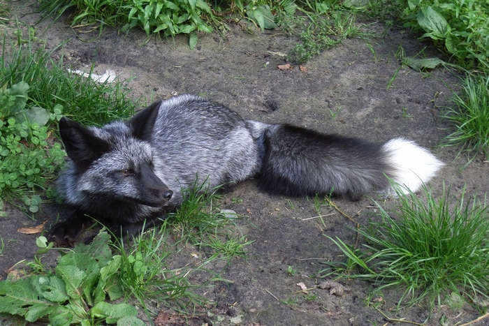 Silver fox lying on the ground