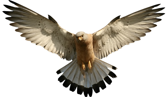 Bird of prey in flight
