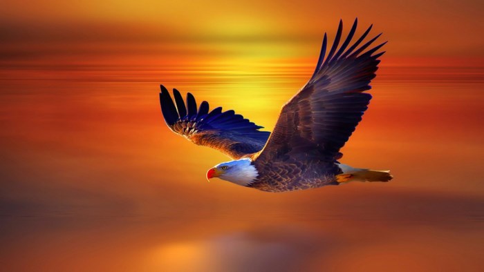 Bald eagle flying over water at sunset