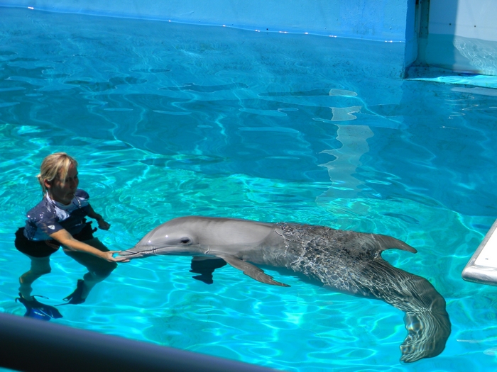 Girl interacting with a dolphin in a pool