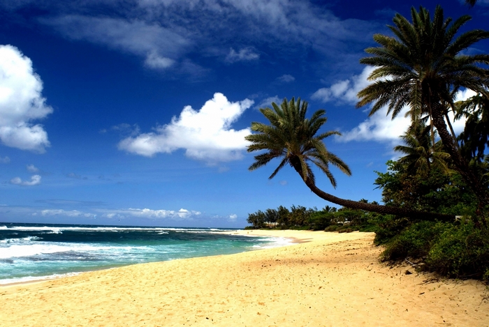 Palm trees on a Hawaiian beach with blue sky
