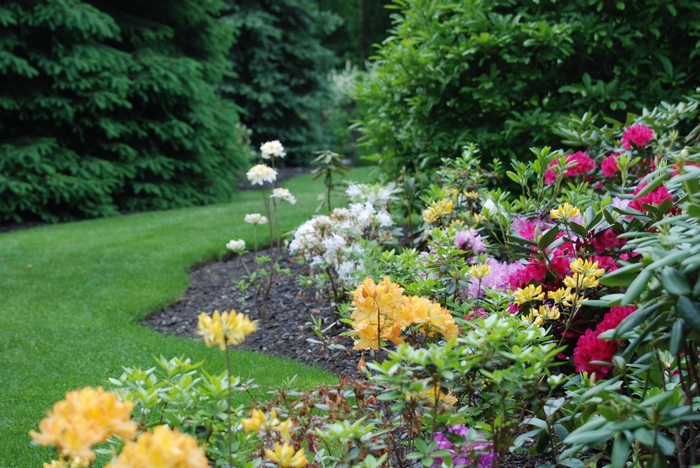 Colorful rhododendrons and evergreen trees in a garden