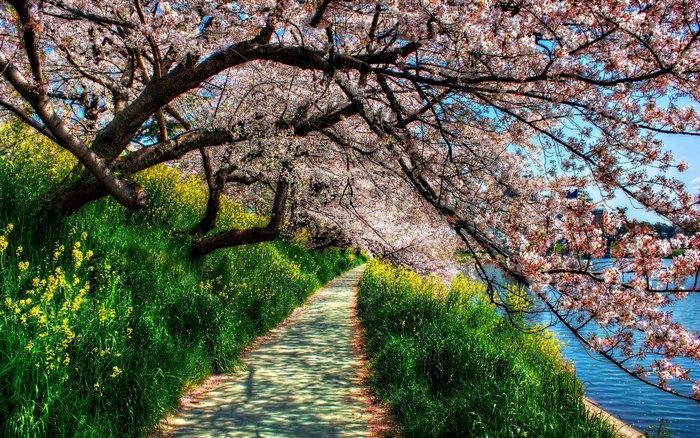 Cherry Blossoms and Yellow Flowers Along a Path by the Water