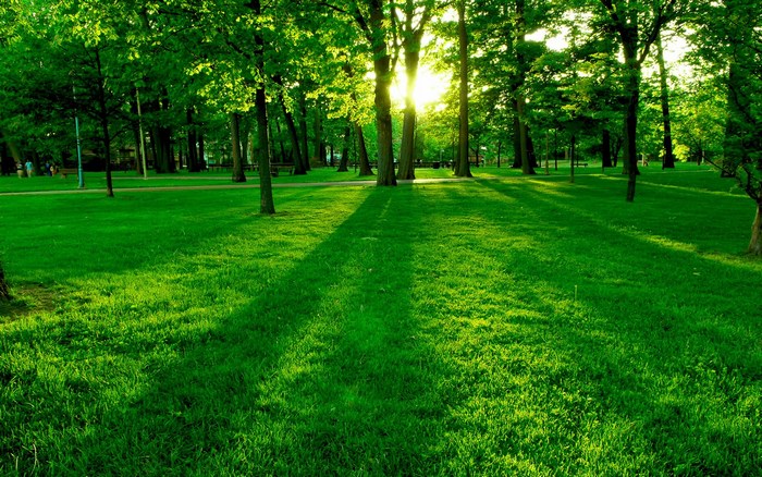 Sunlight filtering through trees in a park