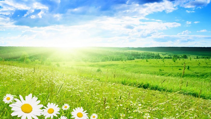 Sunny Meadow with Daisies and Blue Sky