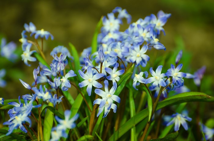 Close-up of blue and white star-shaped spring flowers