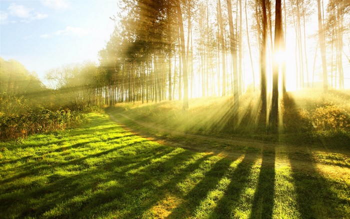 Sunbeams through a forest path