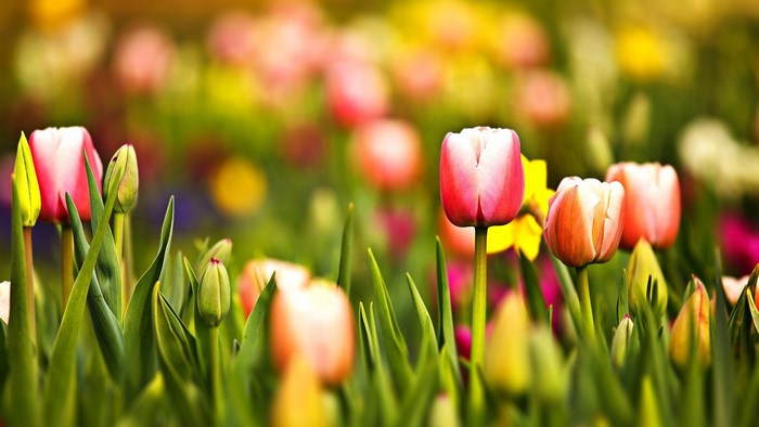 Field of pink and white tulips in bloom