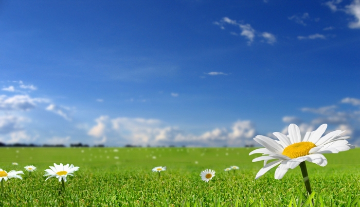 Field of daisies under a blue sky