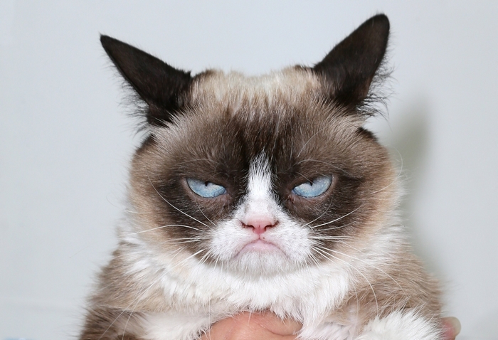 Grumpy Cat close-up portrait