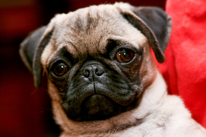 Close-Up of Adorable Pug Dog