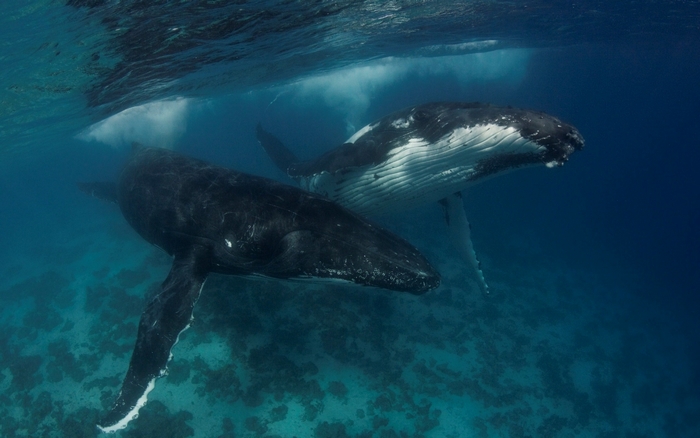 Two humpback whales swimming underwater
