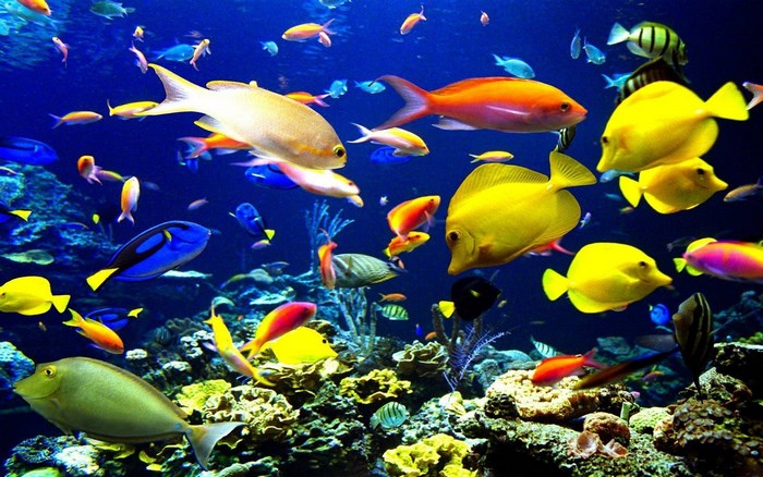 Colorful fish swimming in a coral reef