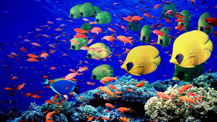 Underwater scene with colorful fish and coral