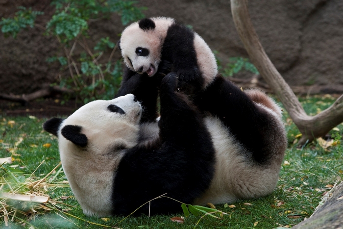 Two pandas playing on grass