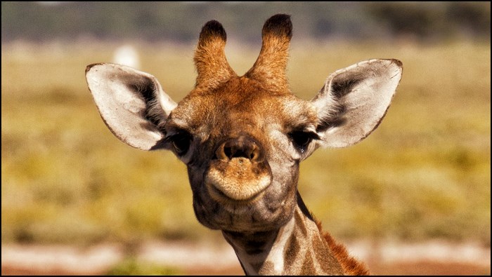 Close-up of a Giraffe's Face