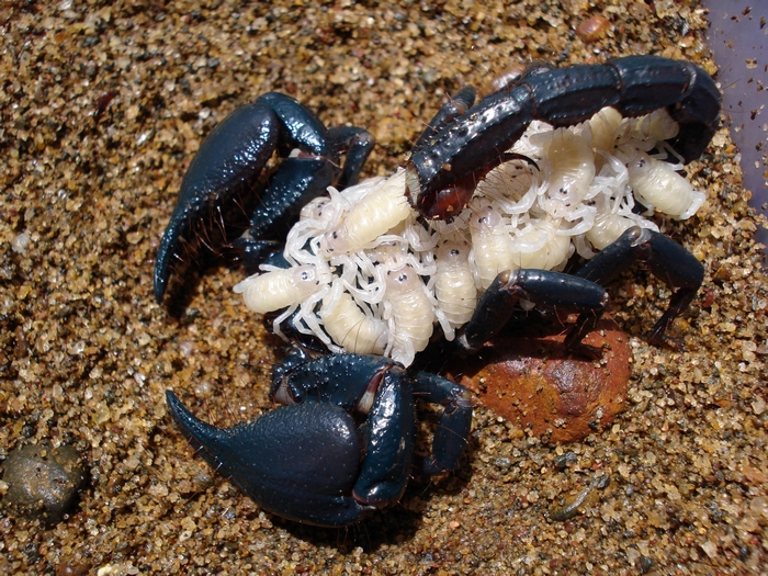 Scorpion with its young on sand