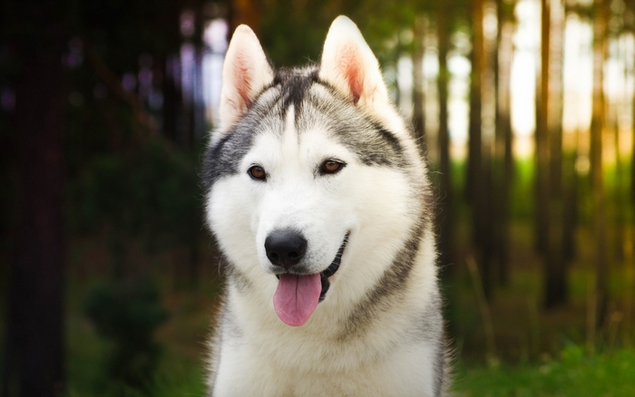 Friendly Siberian Husky in Forest Setting