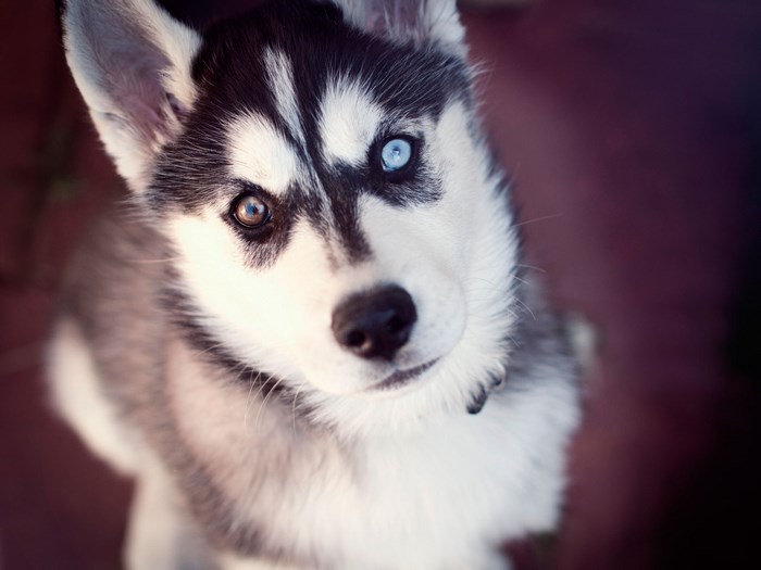 Husky puppy with heterochromia