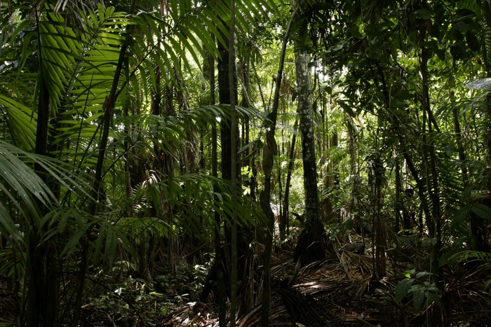 Jungle
