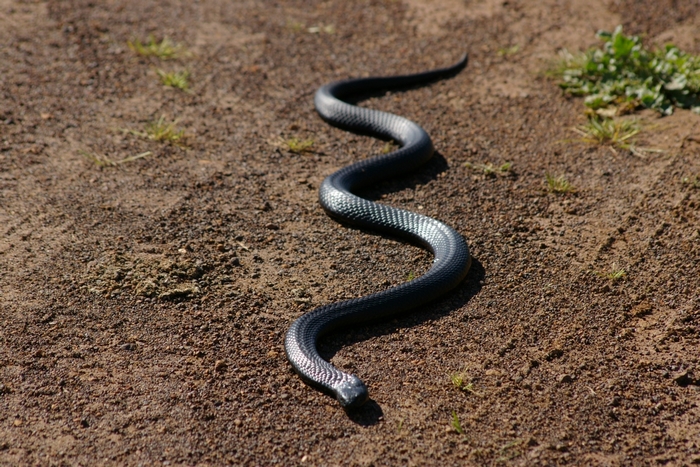 Black snake slithering on dirt ground