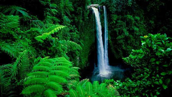 Waterfall in a dense green jungle