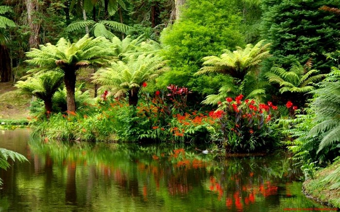 Jungle pond with ferns and red flowers