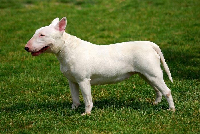 White Bull Terrier standing on grass