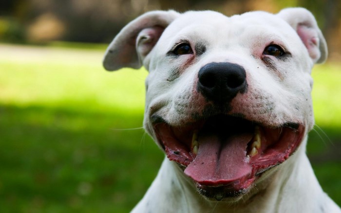 White Pitbull dog with mouth open