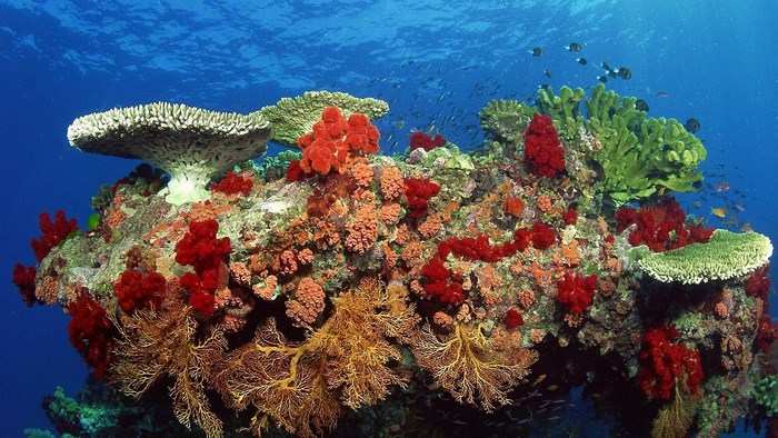 Underwater coral reef with fish