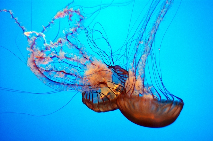 Two Jellyfish in Blue Water