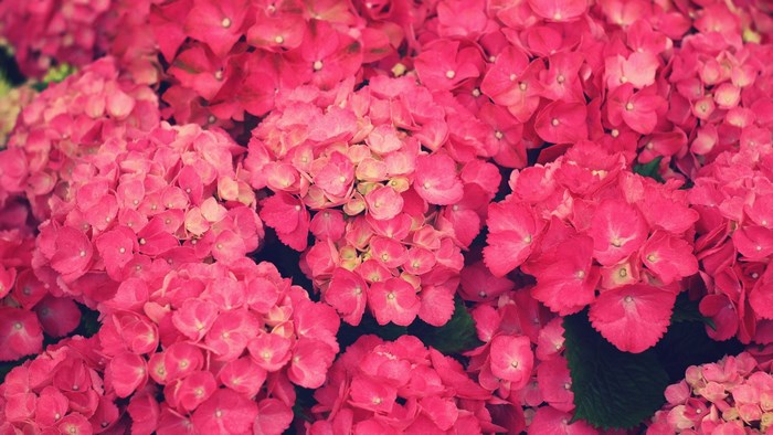 Pink Hydrangea Flowers Close-up
