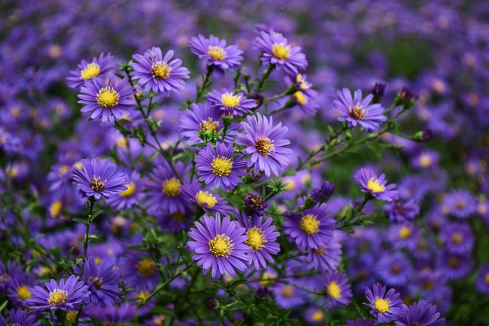Purple asters with yellow centers in a field