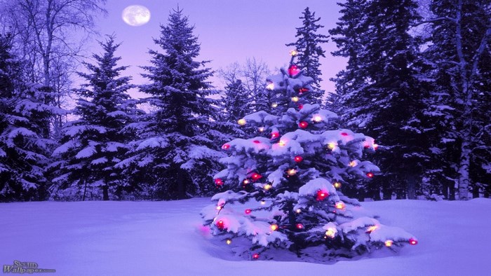 Decorated Christmas Tree in Snowy Forest Under Moon