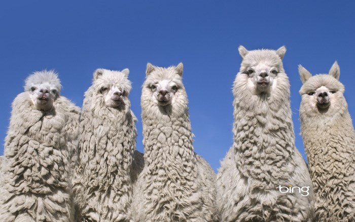 Five Fluffy White Alpacas Under Clear Blue Sky