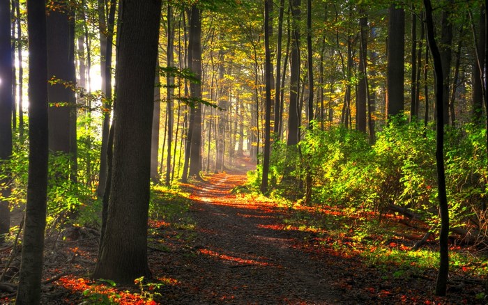 Sunlit forest path with autumn leaves
