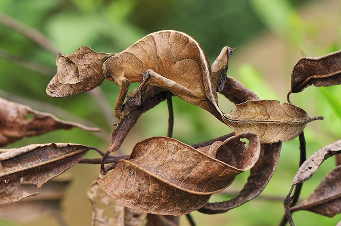 Satanic Leaf-Tailed Gecko on a Branch