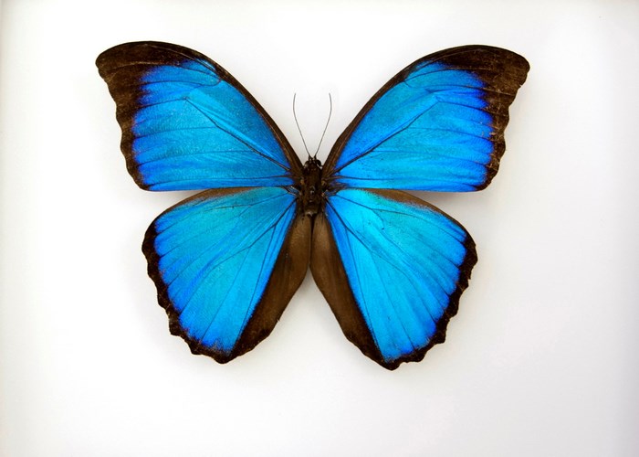 Vibrant Blue and Brown Butterfly with Open Wings