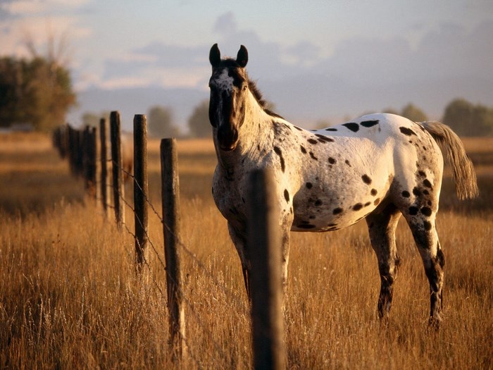 Appaloosa horse standing by a fence in a field