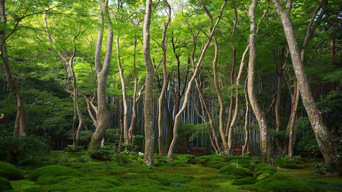 Green forest with mossy ground and tall trees