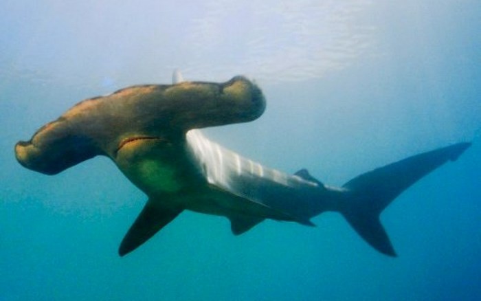 Hammerhead shark swimming underwater