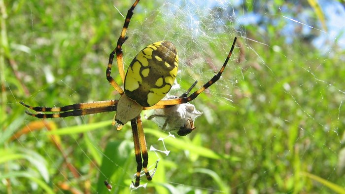 Yellow and black garden spider on web