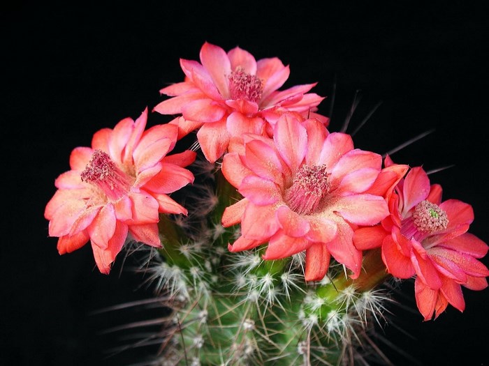 Close-up of a blooming cactus with coral flowers