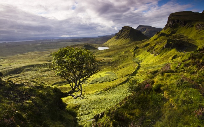 Lone tree on a grassy hillside overlooking a valley