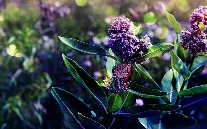 Monarch butterfly on purple flower