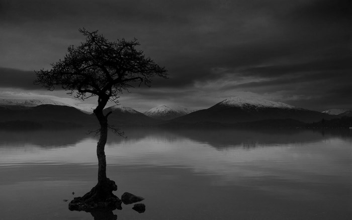 Solitary tree on a lake with snow-capped mountains