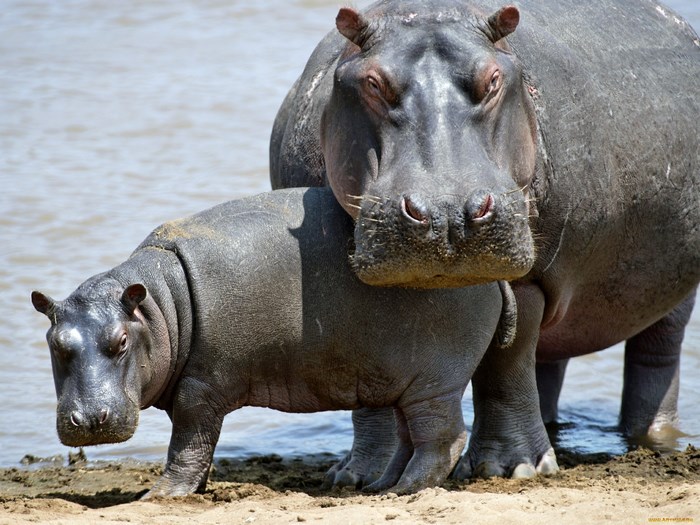 Mother and baby hippopotamus by the water